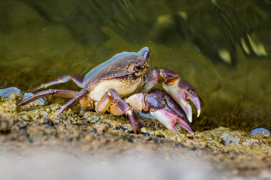 Ohridské jezero