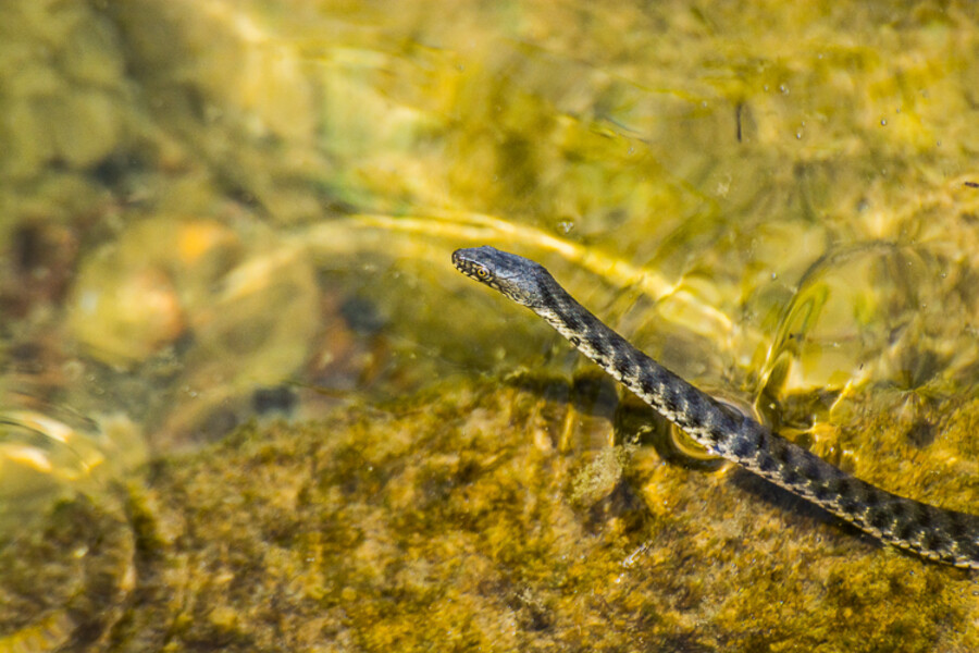 Ohridské jezero