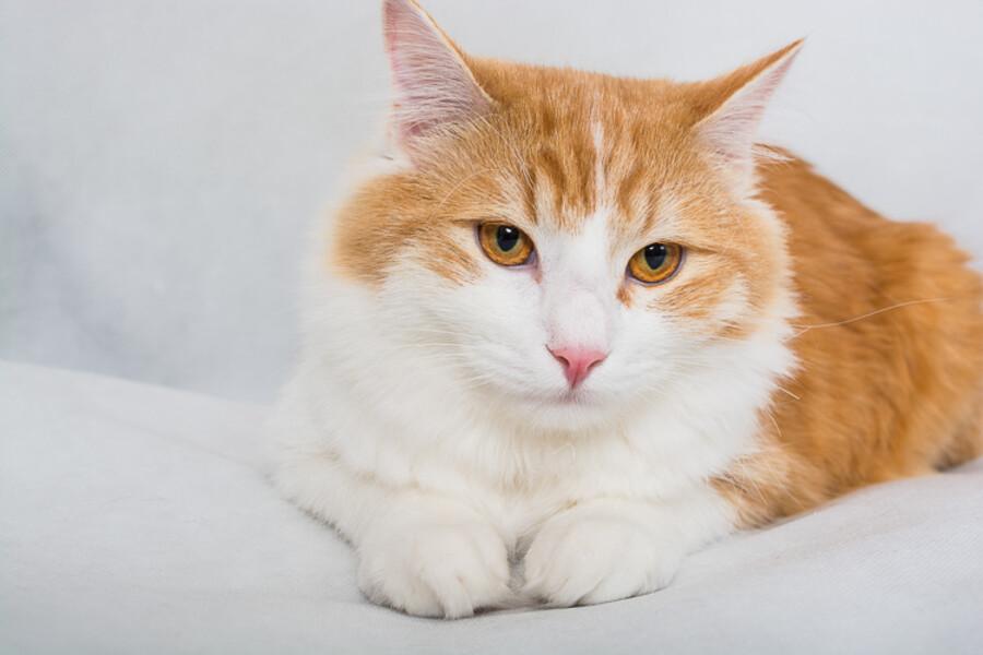 Simon
