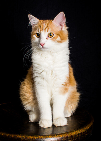Simon