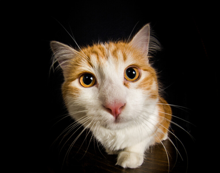 Simon