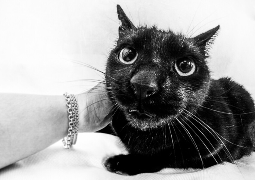 Oskar