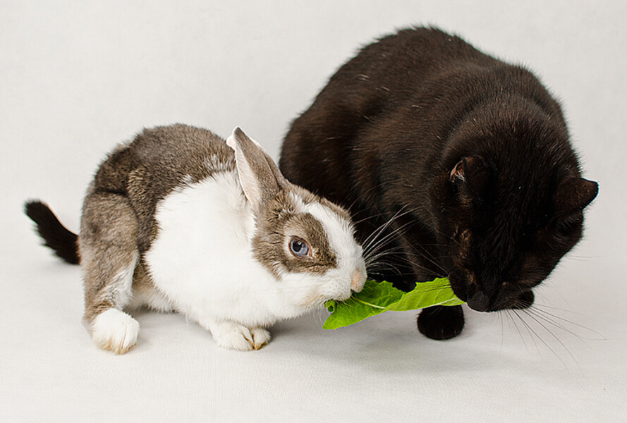 Bibina & Oskar