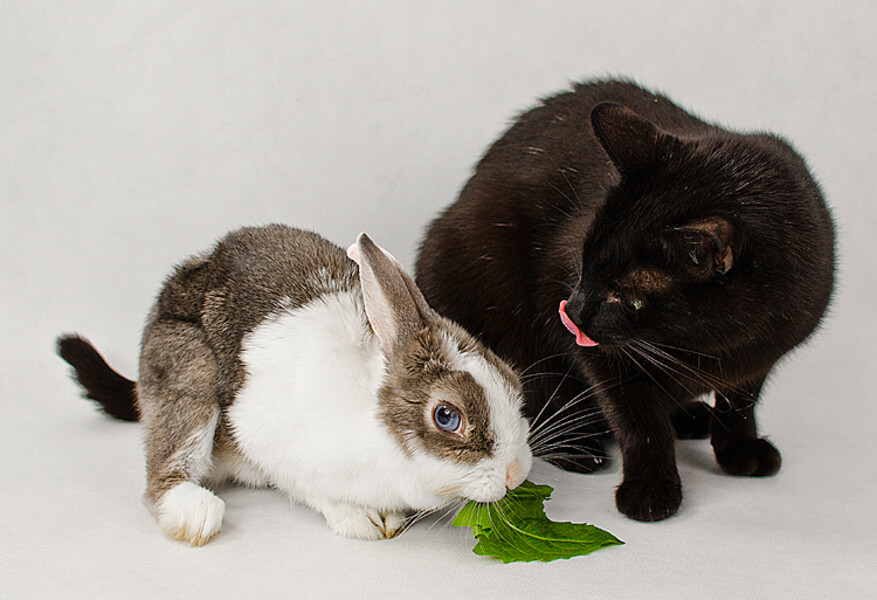 Bibina & Oskar