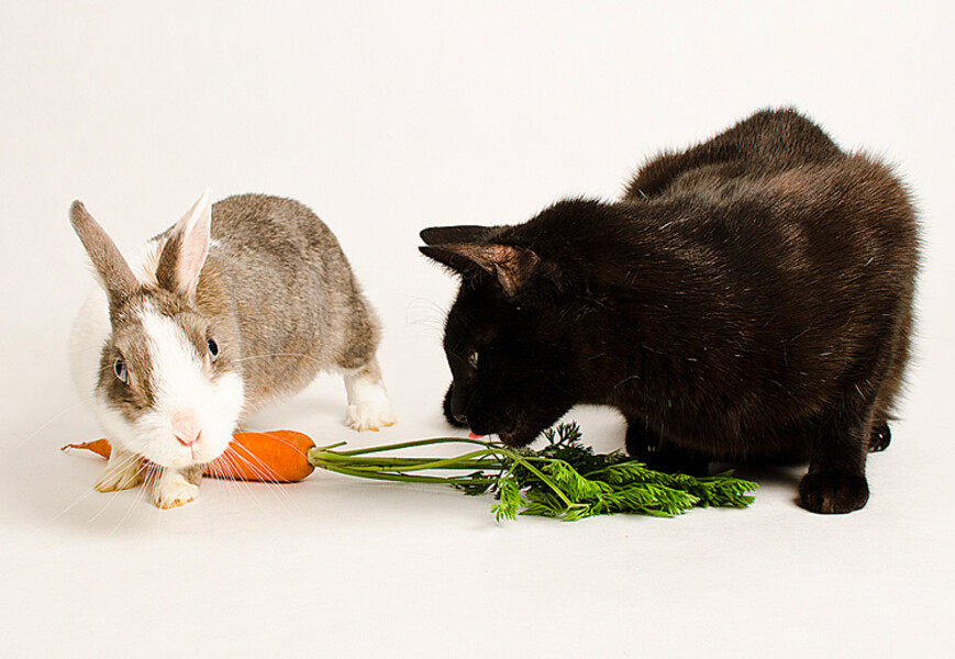 Bibina & Oskar