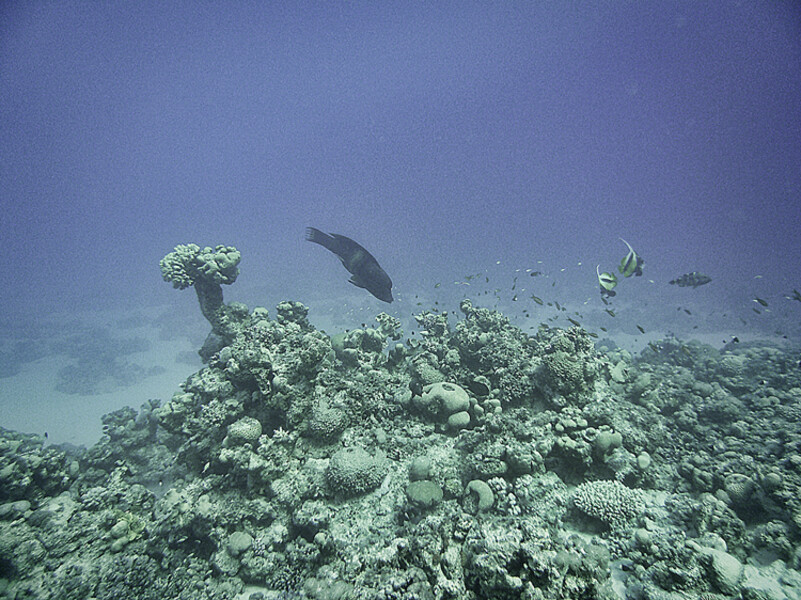 Dahab