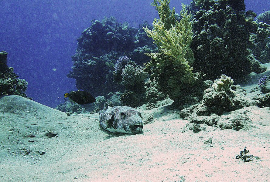 Dahab