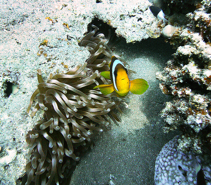 Dahab