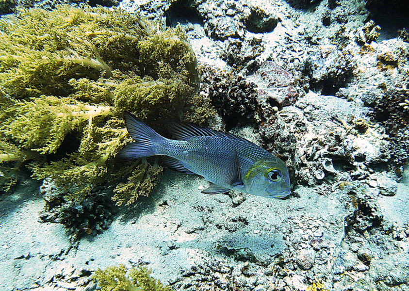 Dahab