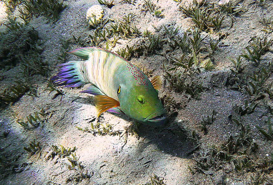 Dahab