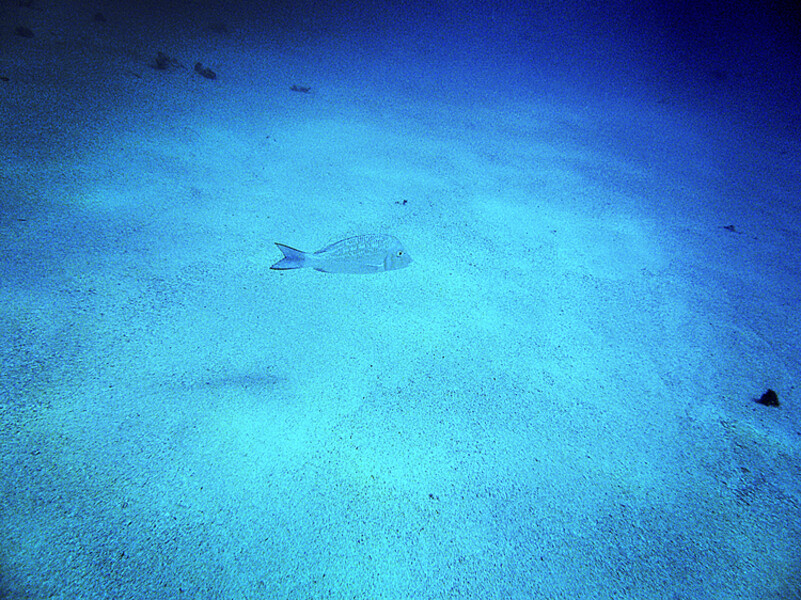 Dahab