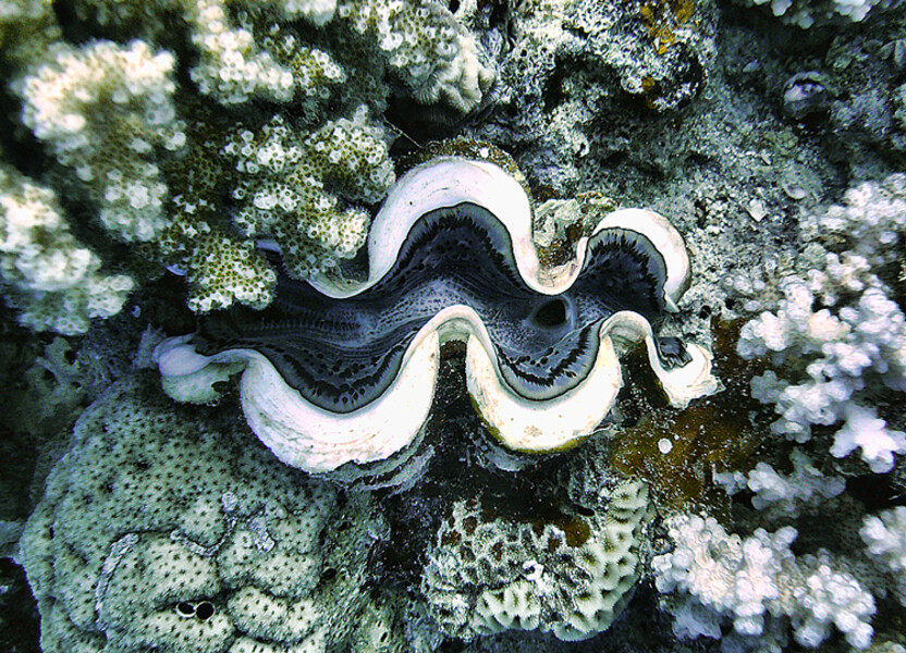 Dahab