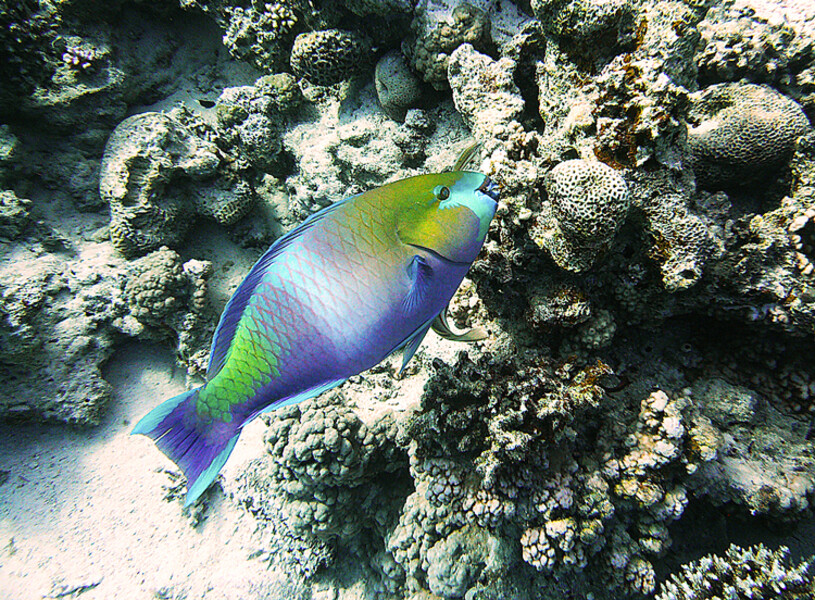 Dahab