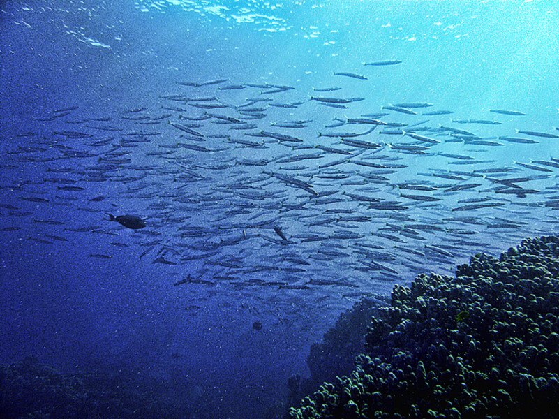 Dahab
