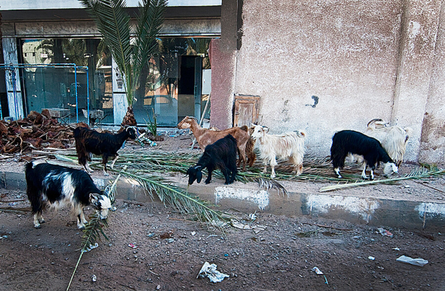 Dahab