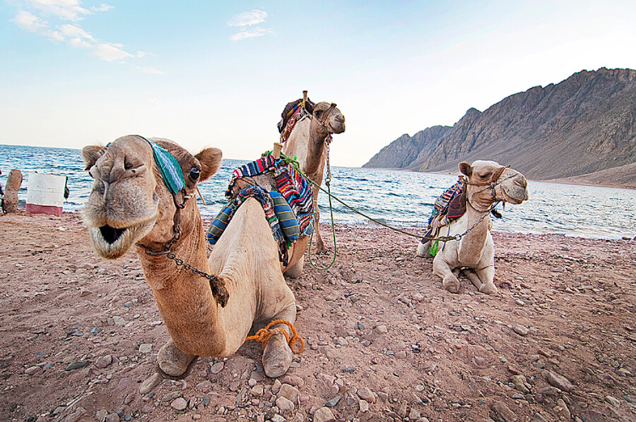 Dahab