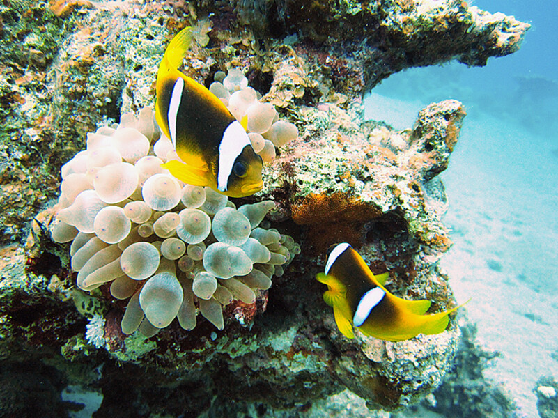 Dahab