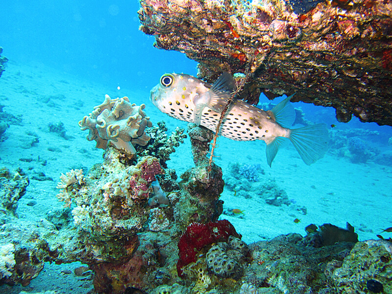 Dahab