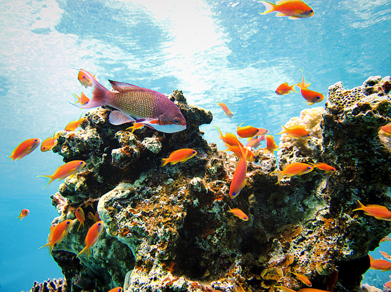 Dahab