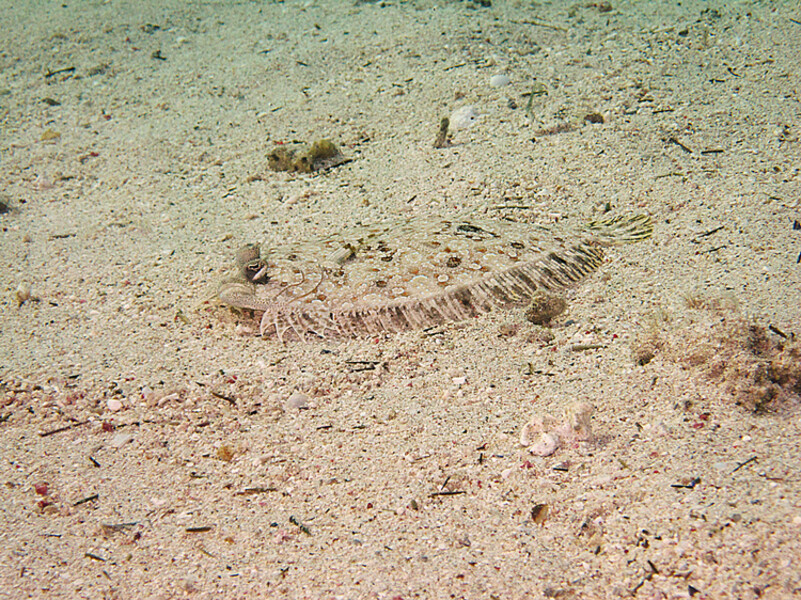 Dahab