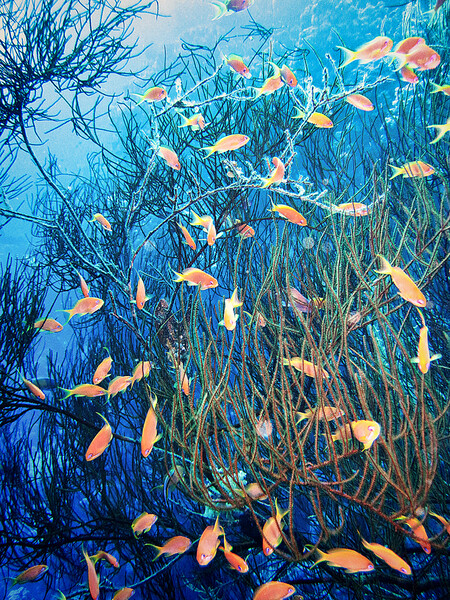 Dahab