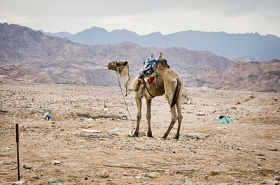 Dahab