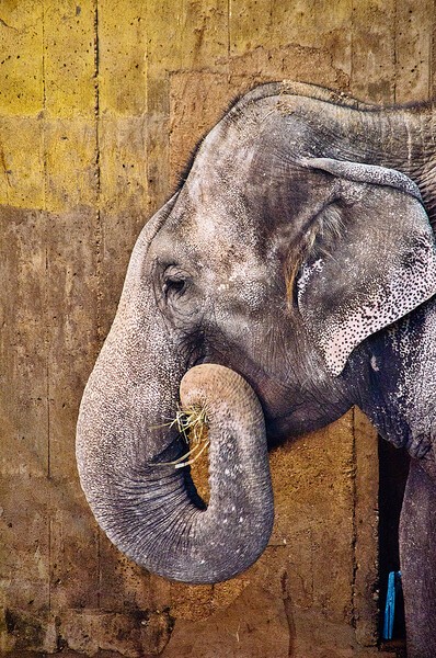 Zoo Praha