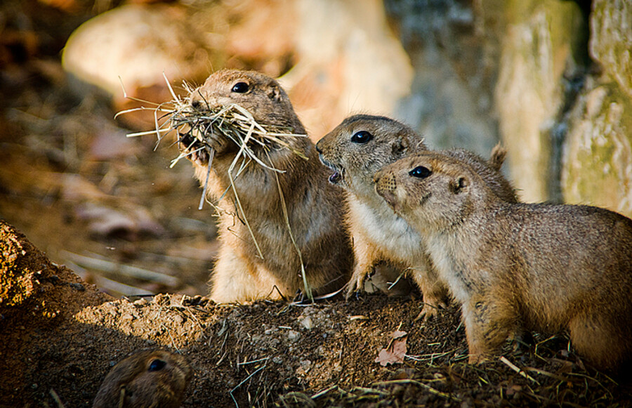 Zoo Praha