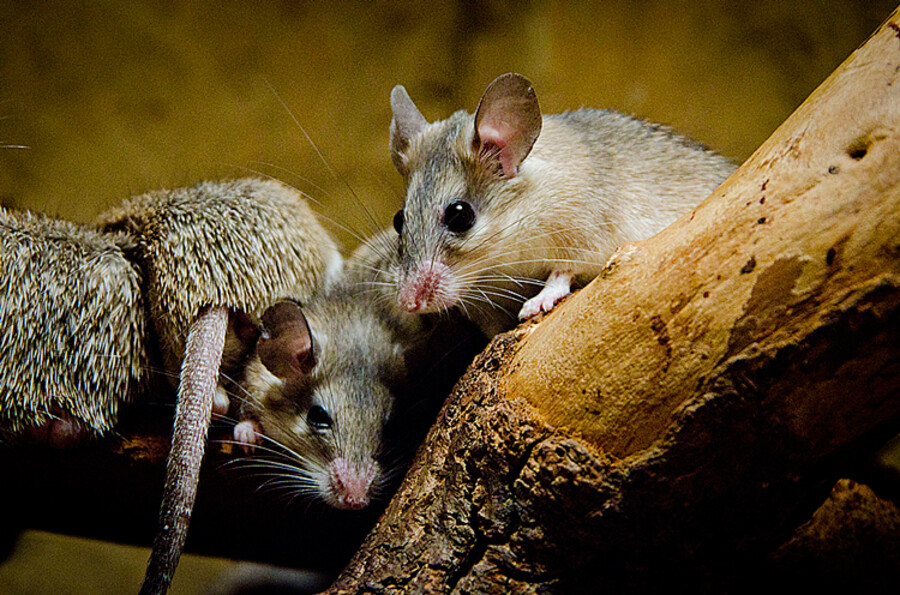 Zoo Praha
