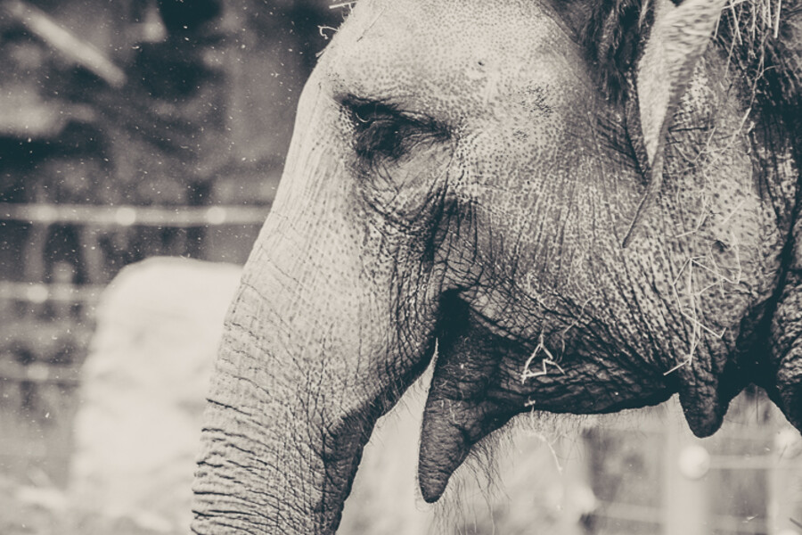 Zoo Praha