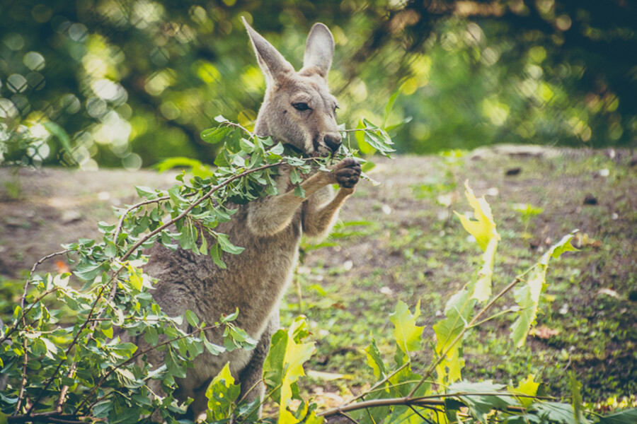 Zoo Praha