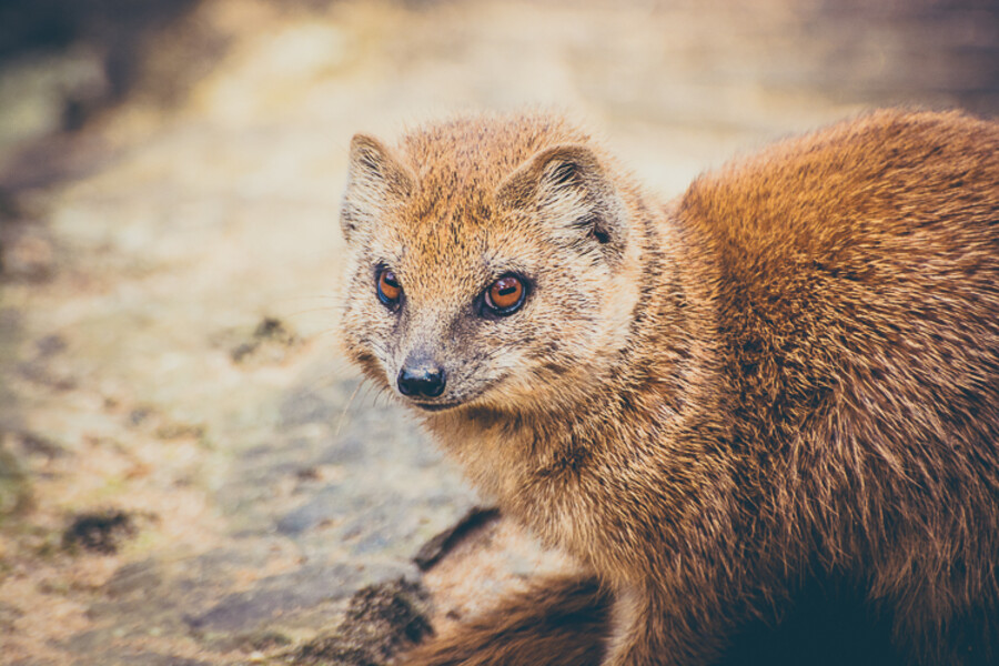 Zoo Praha
