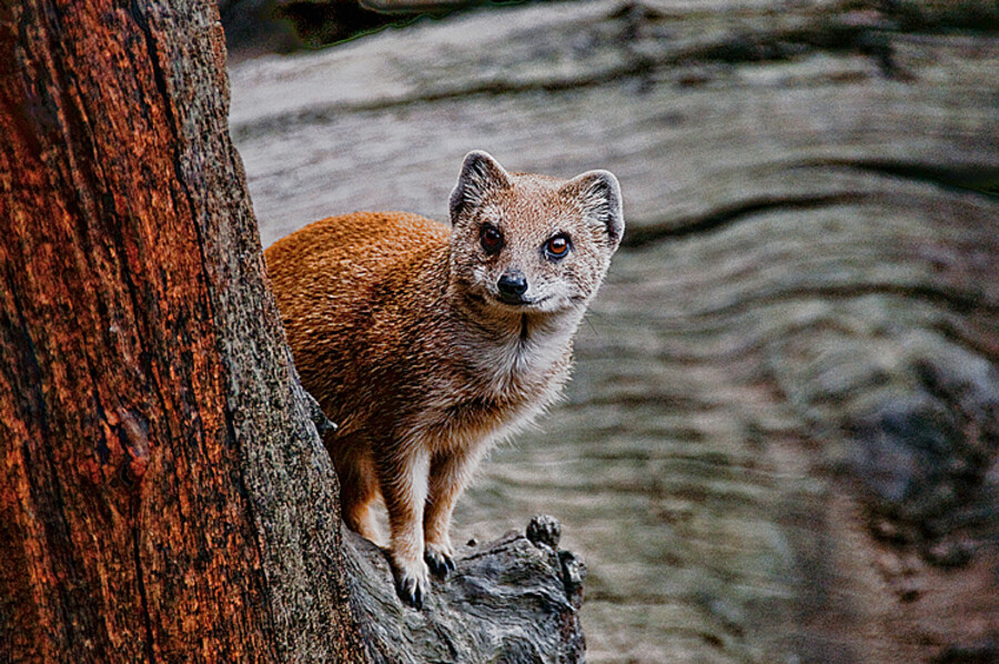 Zoo Praha