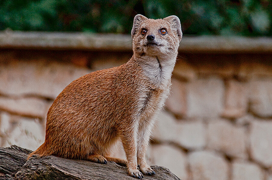 Zoo Praha
