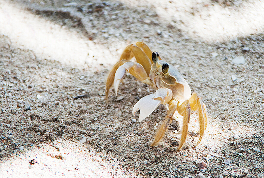 Mahahual