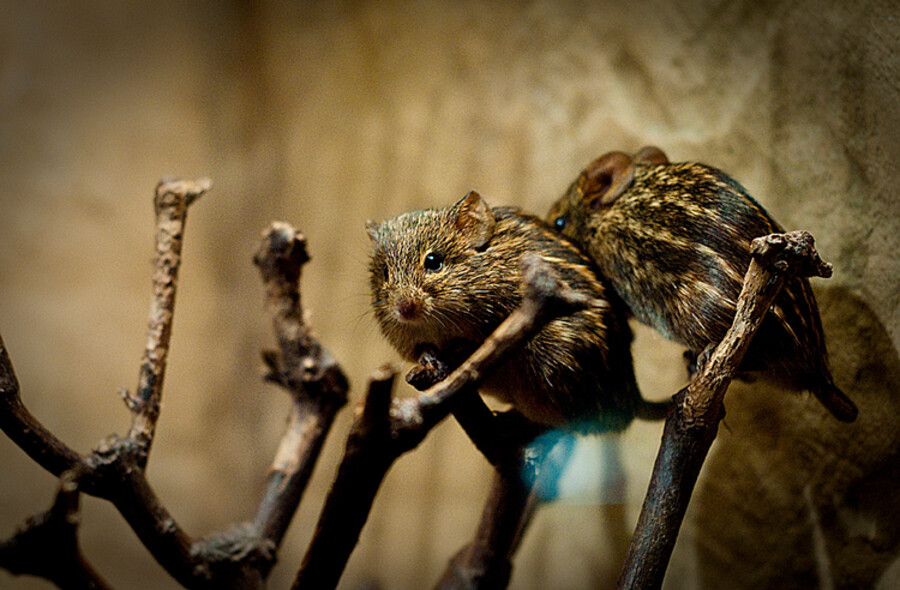 Zoo Praha