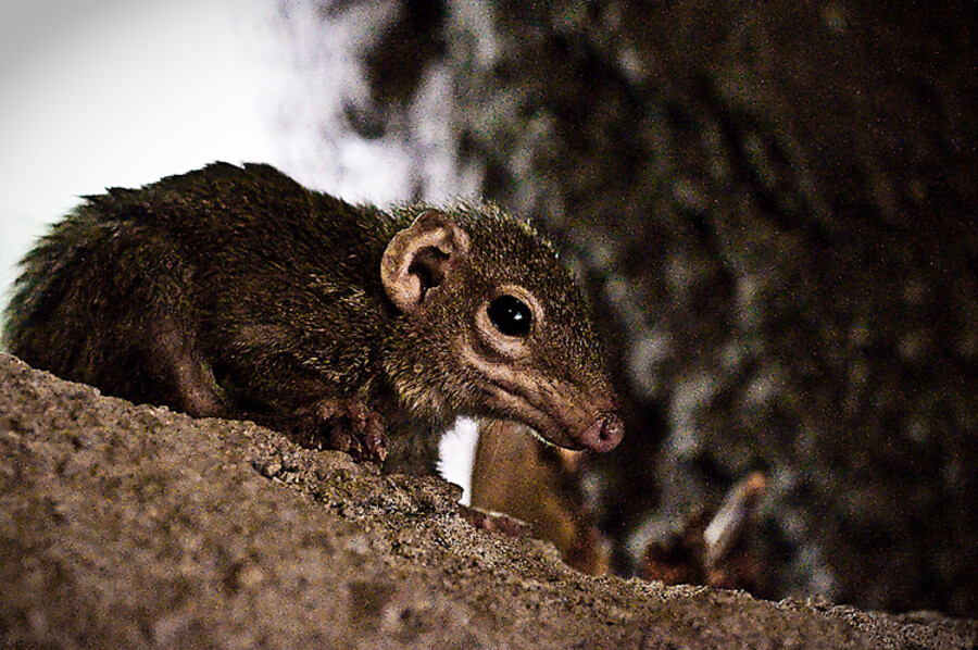 Zoo Praha