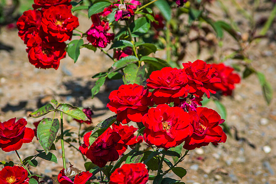 MNO_0159