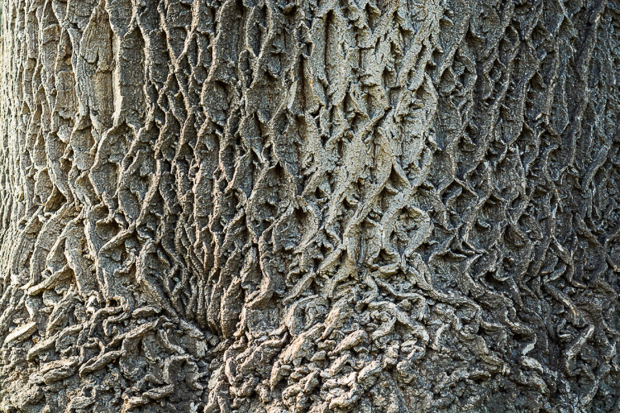 MNO_0507