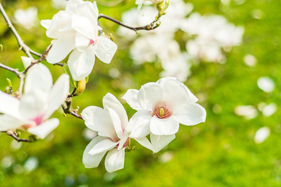 MNO_0527