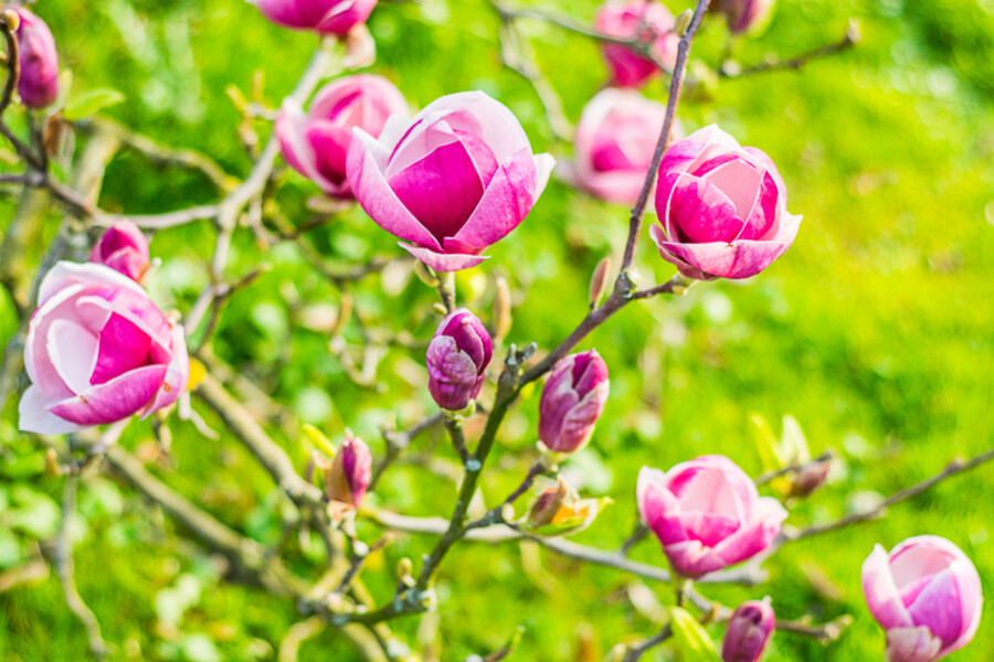 MNO_0535