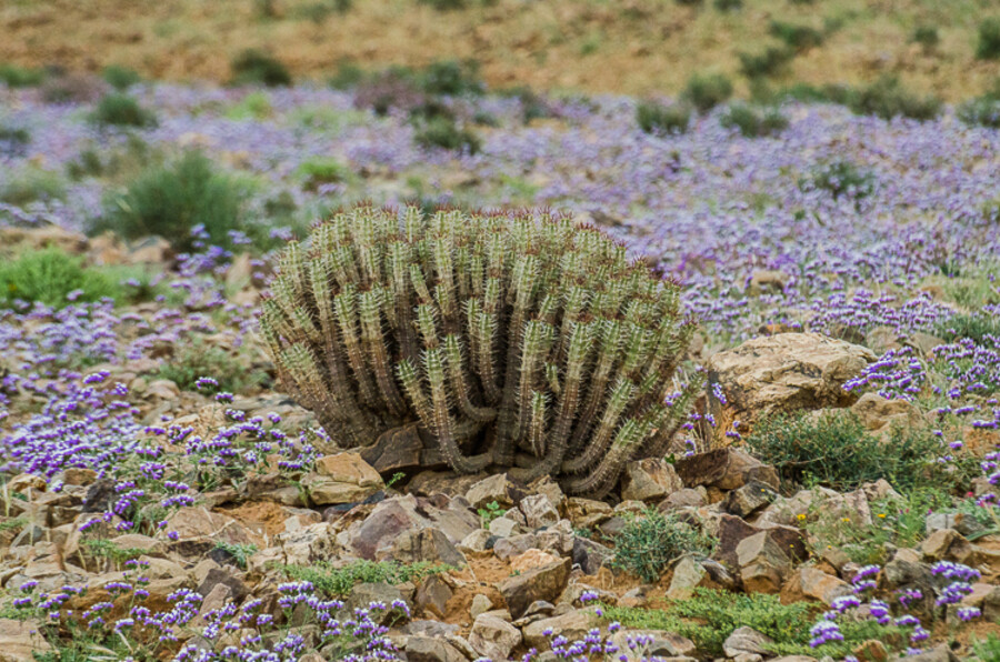 Maroko