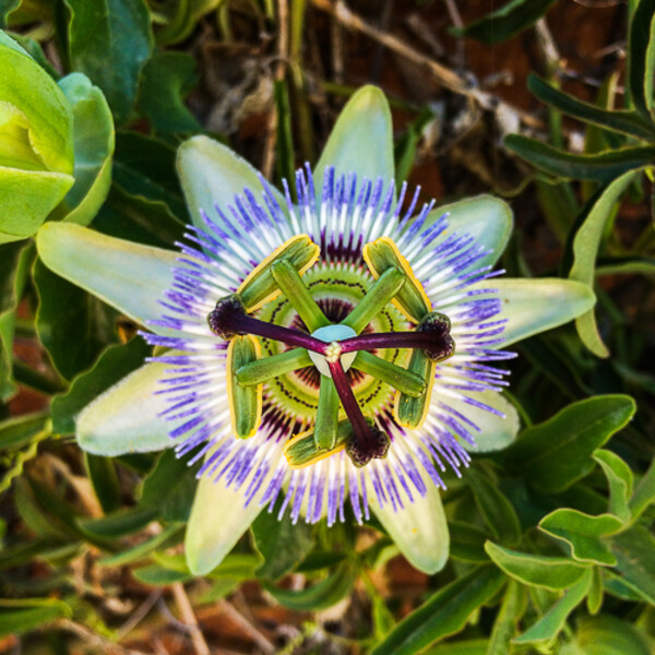 Maroko