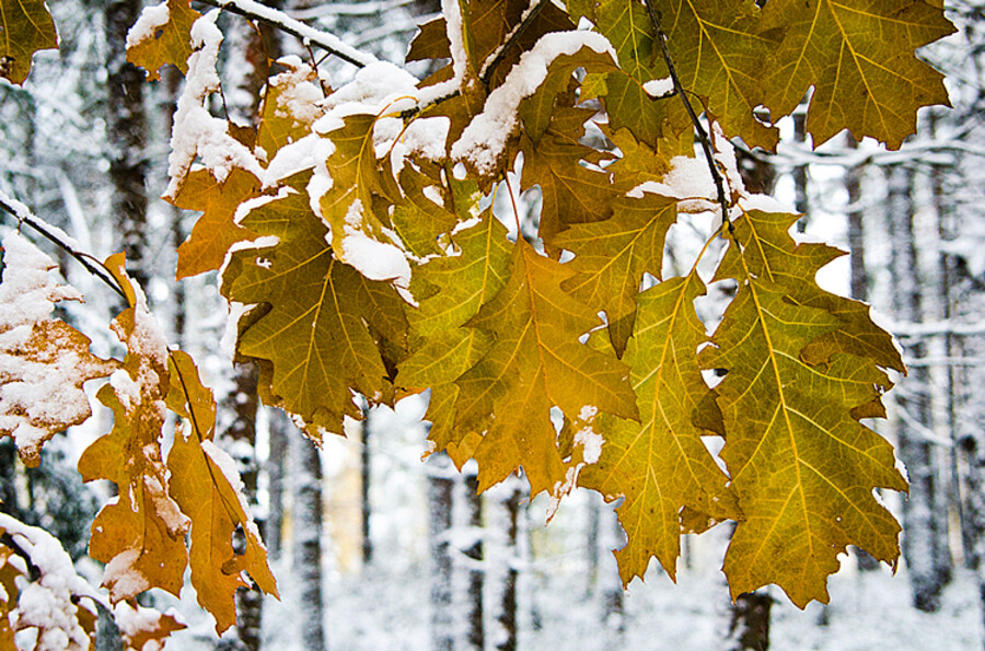 NOV_2811