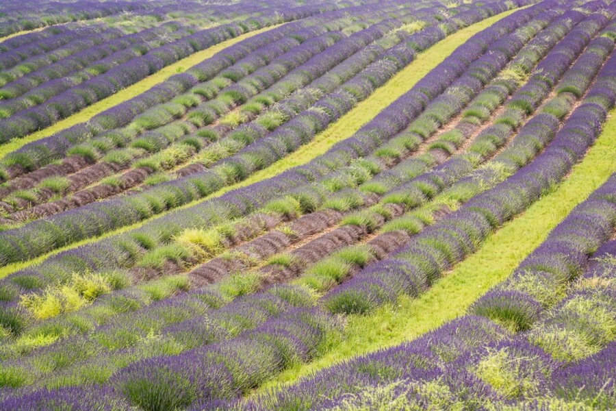 Valensole