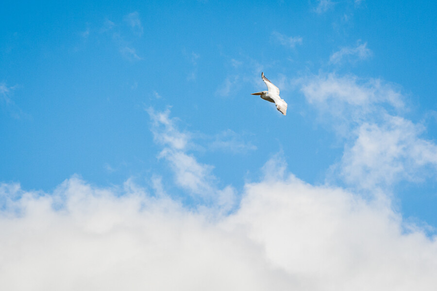 Pelecanus crispus