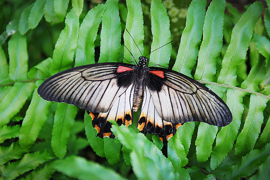 Botanická zahrada Praha