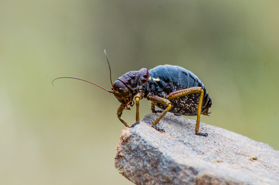 Eugastus Guyoni