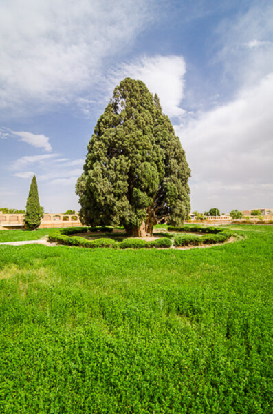 Cypress of Abarkuh