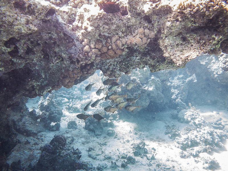 Aqaba - Gorgone One